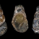 Marine snails collected by