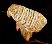 Surface View of Juvenile Mammoth Tooth