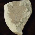 Oak leaves preserved in the fine layers of ash (bentonite)