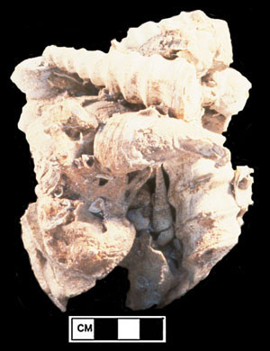 Cluster of fossil casts from Edwards Plateau