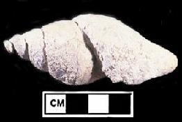 Cast of a Cretaceous Snail