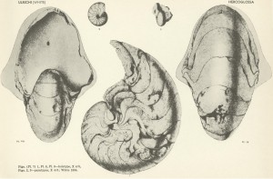 Stenzel Cephalopod