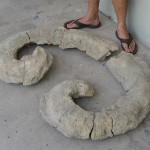71. Titanosarcolites, the Bevo of all rudists!
