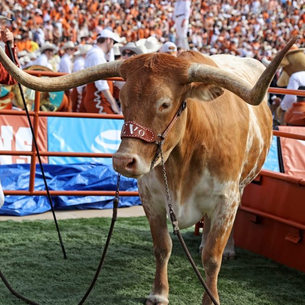 Bevo