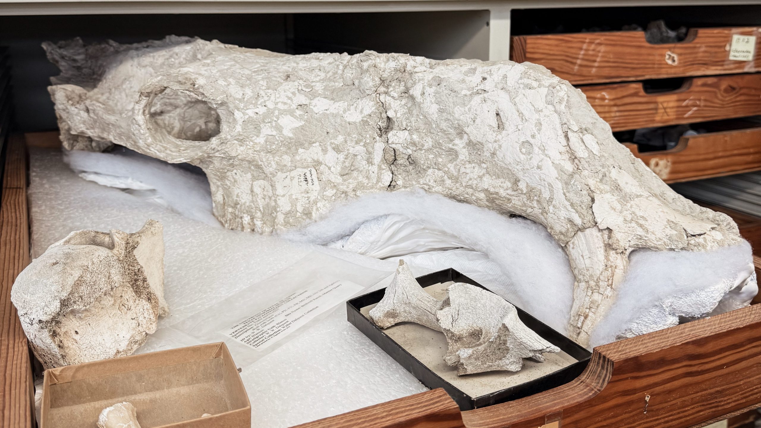 Extinct Giant Camel Skull