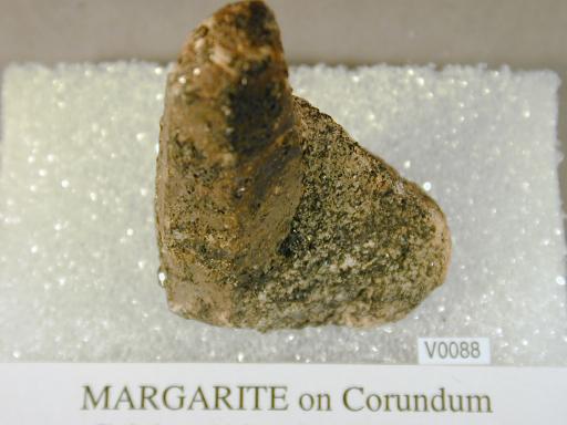 Margarite image.