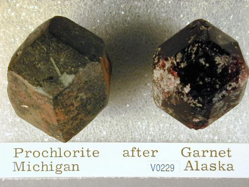 Prochlorite image.