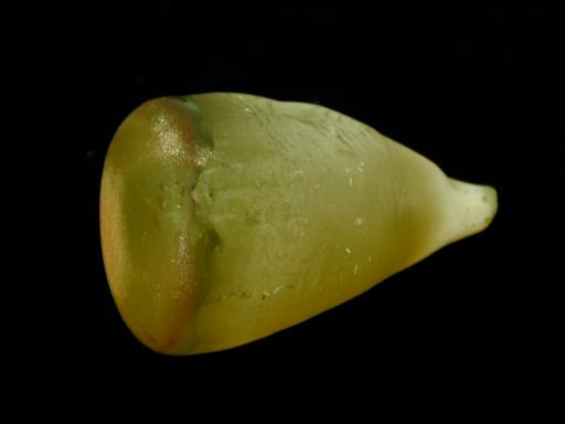 Rutile image.