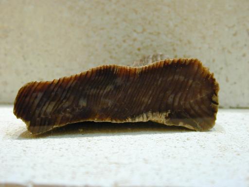 Chalcedony image.