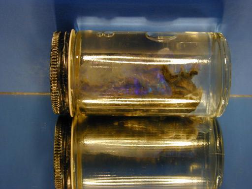 Opal image.