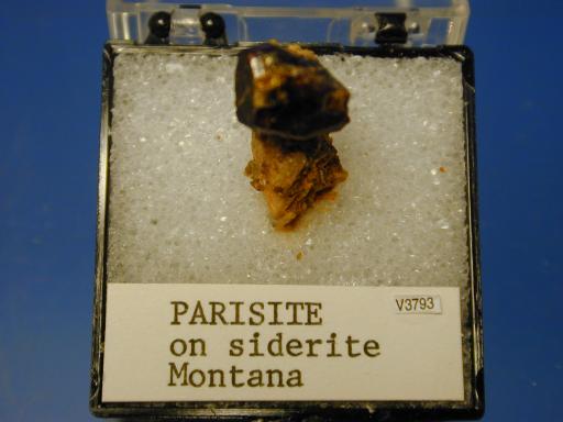 Parisite image.