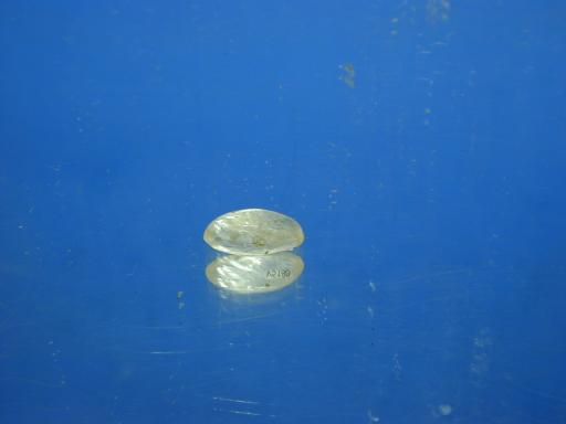 Orthoclase image.