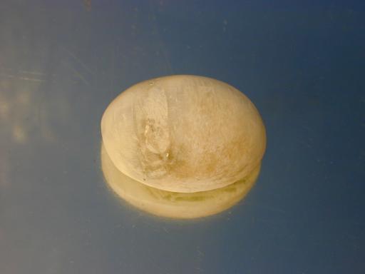 Ulexite image.