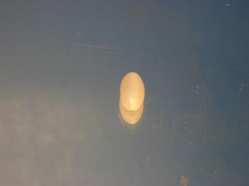 Gypsum image.