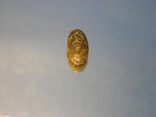 Chalcedony image.