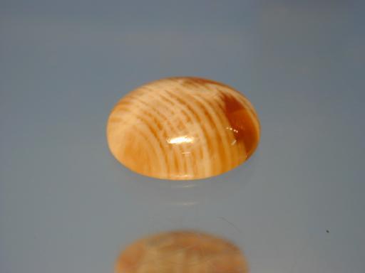 Opal image.