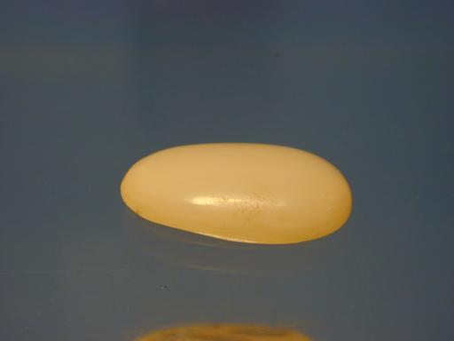 Ivory image.