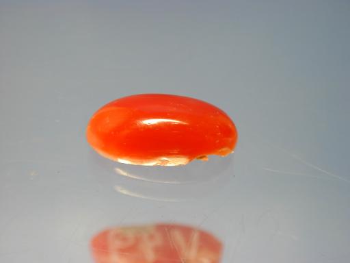 Coral image.