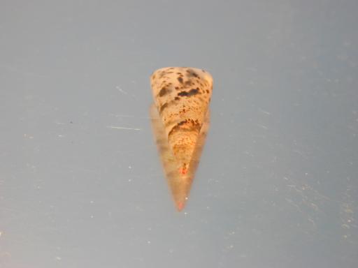 Chalcedony image.