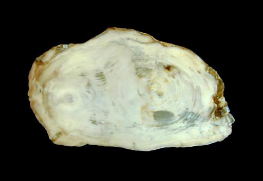 Chalcedony image.
