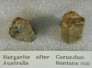 Margarite image.