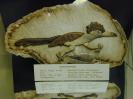 Chalcedony image.
