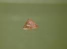 Tourmaline image.