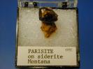 Parisite image.