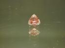 Tourmaline image.
