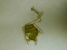 Tourmaline image.