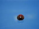Garnet image.
