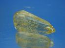 Quartz image.