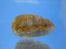 Quartz image.