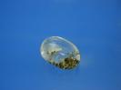 Quartz image.