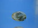 Quartz image.