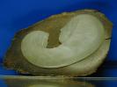 Chalcedony image.