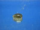 Orthoclase image.