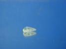 Orthoclase image.