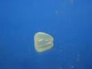 Orthoclase image.