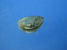 Labradorite image.