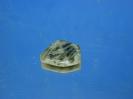 Labradorite image.