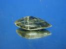 Labradorite image.