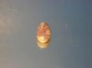 Petalite image.