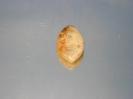 Chalcedony image.