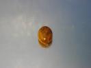 Chalcedony image.