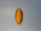 Chalcedony image.