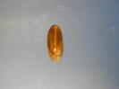 Chalcedony image.