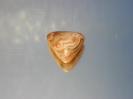 Chalcedony image.