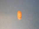 Barite image.