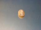 Fluorite image.